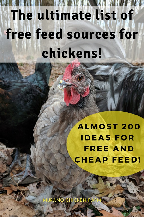 200 Free chicken feed sources, the ultimate list! Murano Chicken Farm