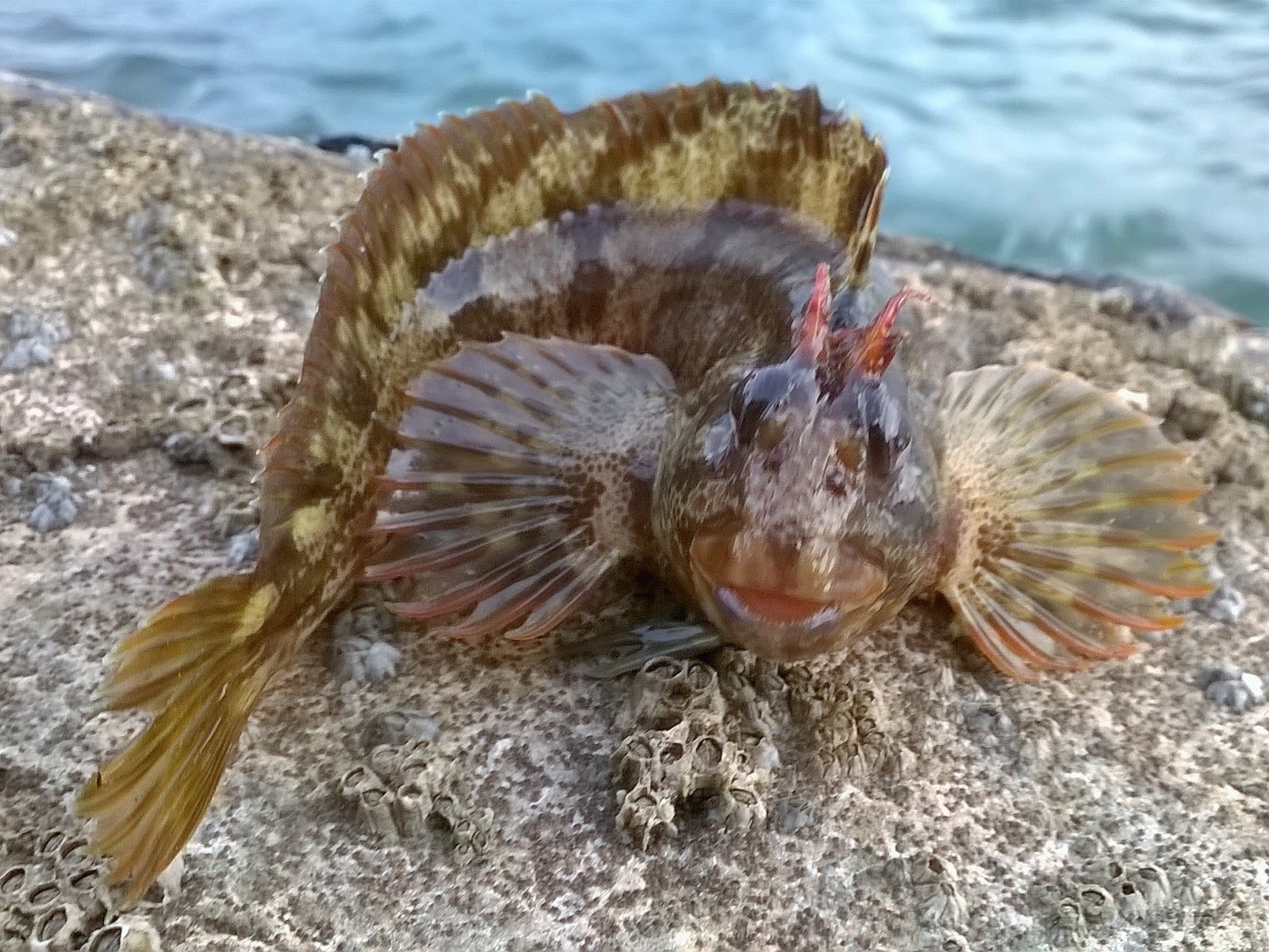 ordinaryangler september 2017