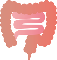 Intestine (usus) Intestine (usus)