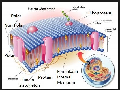 Fungsi membran plasma pada sel hewan