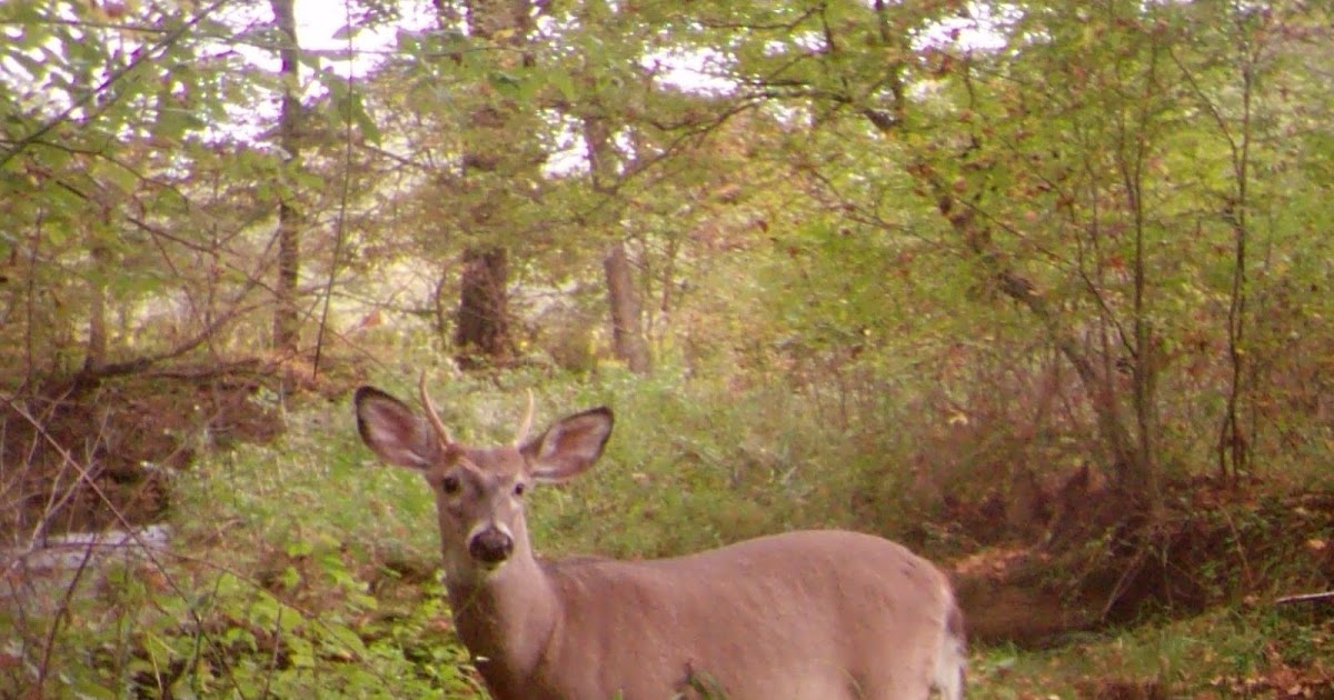 Central Pennsylvania Forestry PA Deer Forest Study Field Tour