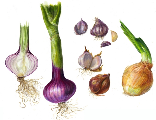 Pengertian Perkembangbiakan Vegetatif pada Tumbuhan dan