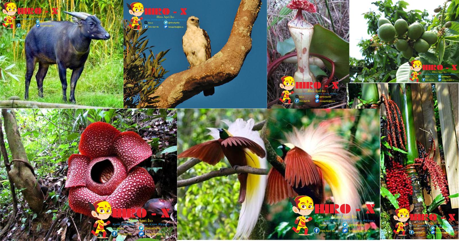 480 Koleksi Gambar Hewan Flora Dan Fauna Di Indonesia Terbaik