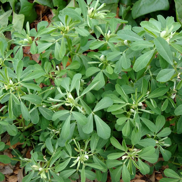 Fenugreek