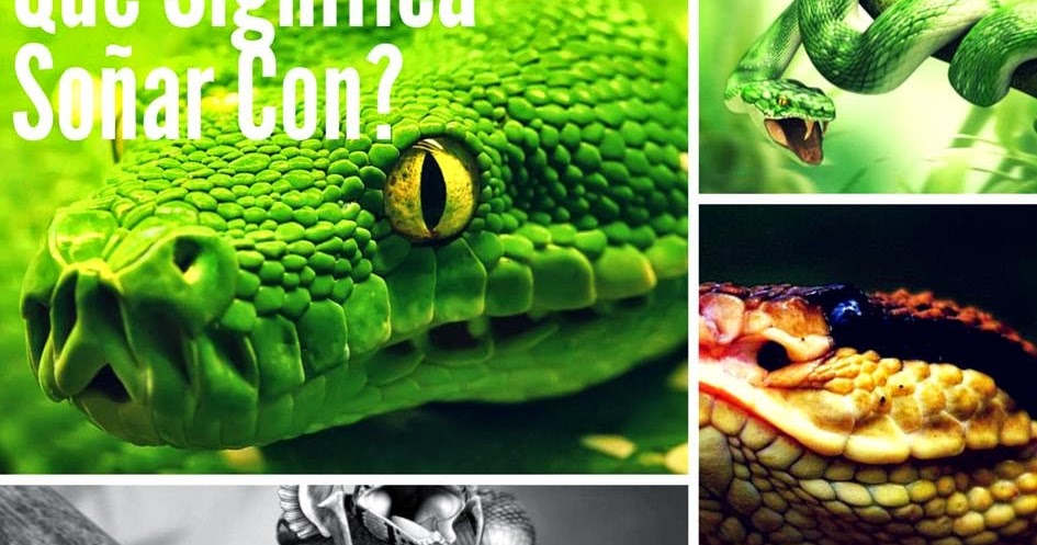 Que significa sonar con una serpiente mamba negra