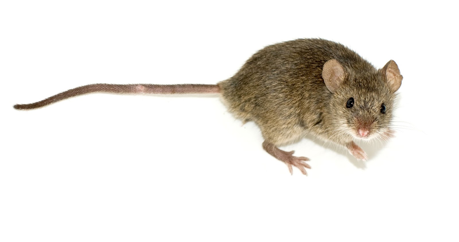 Avon Pest Control Blog Do you have mice in your house and not know