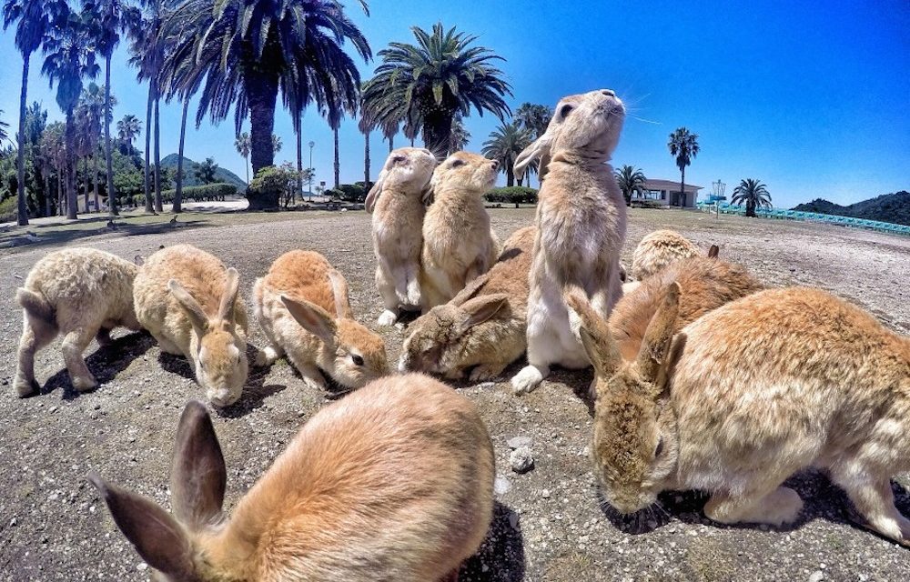 Rabbit Island