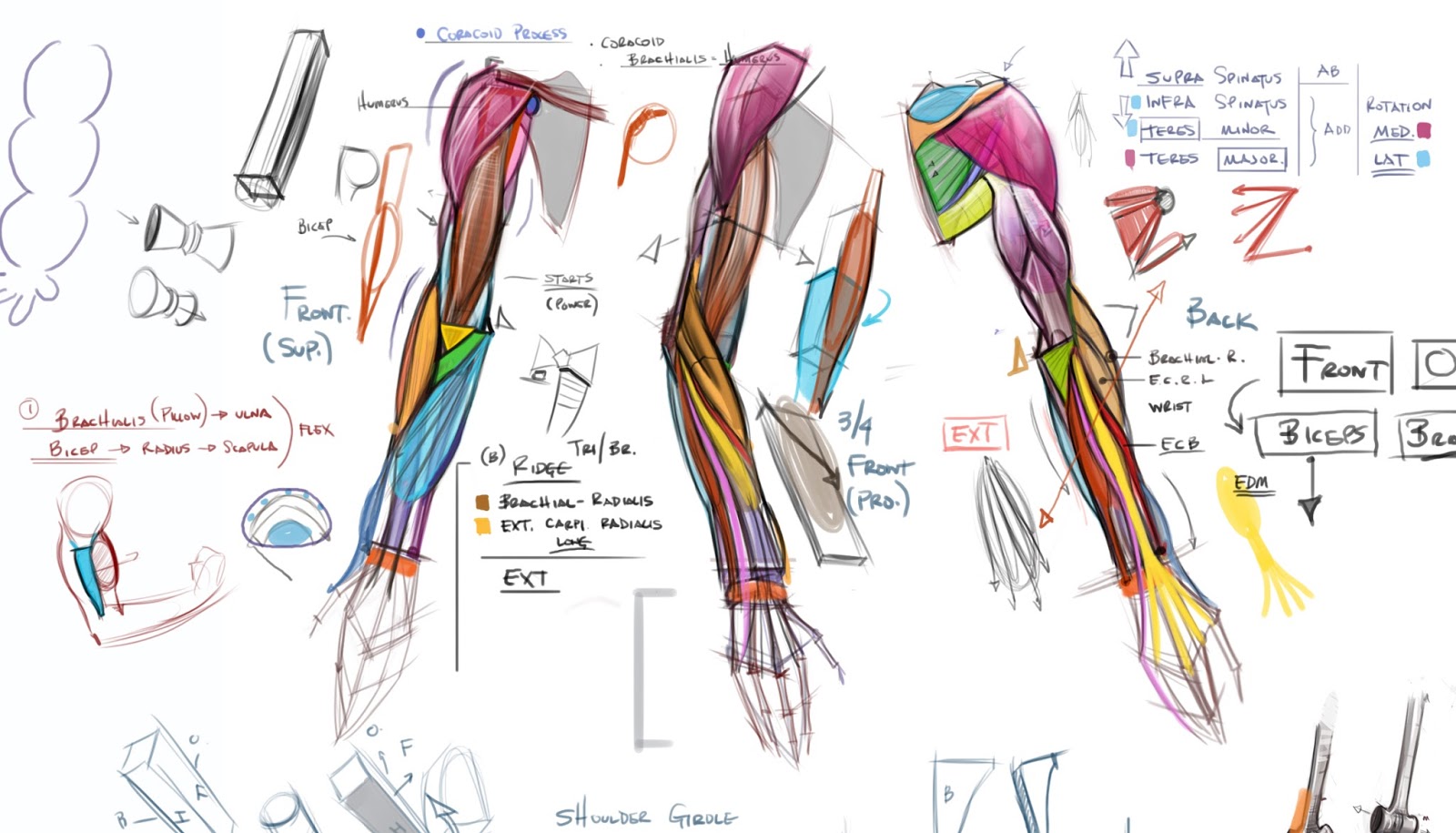 figuredrawing.info news Guest Instructor at Anatomy tools!