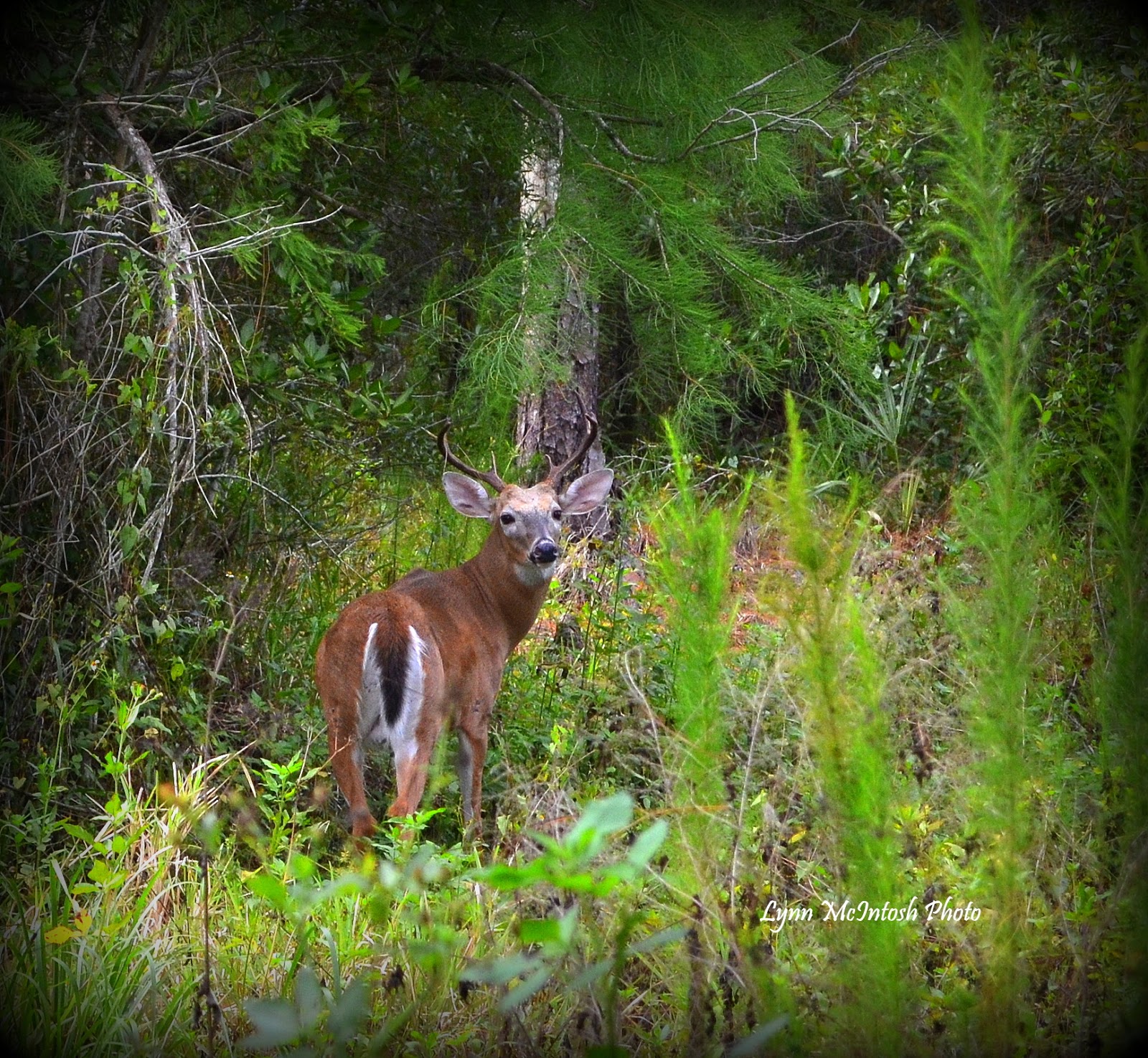 Do Deer Eat Hibiscus Asking List