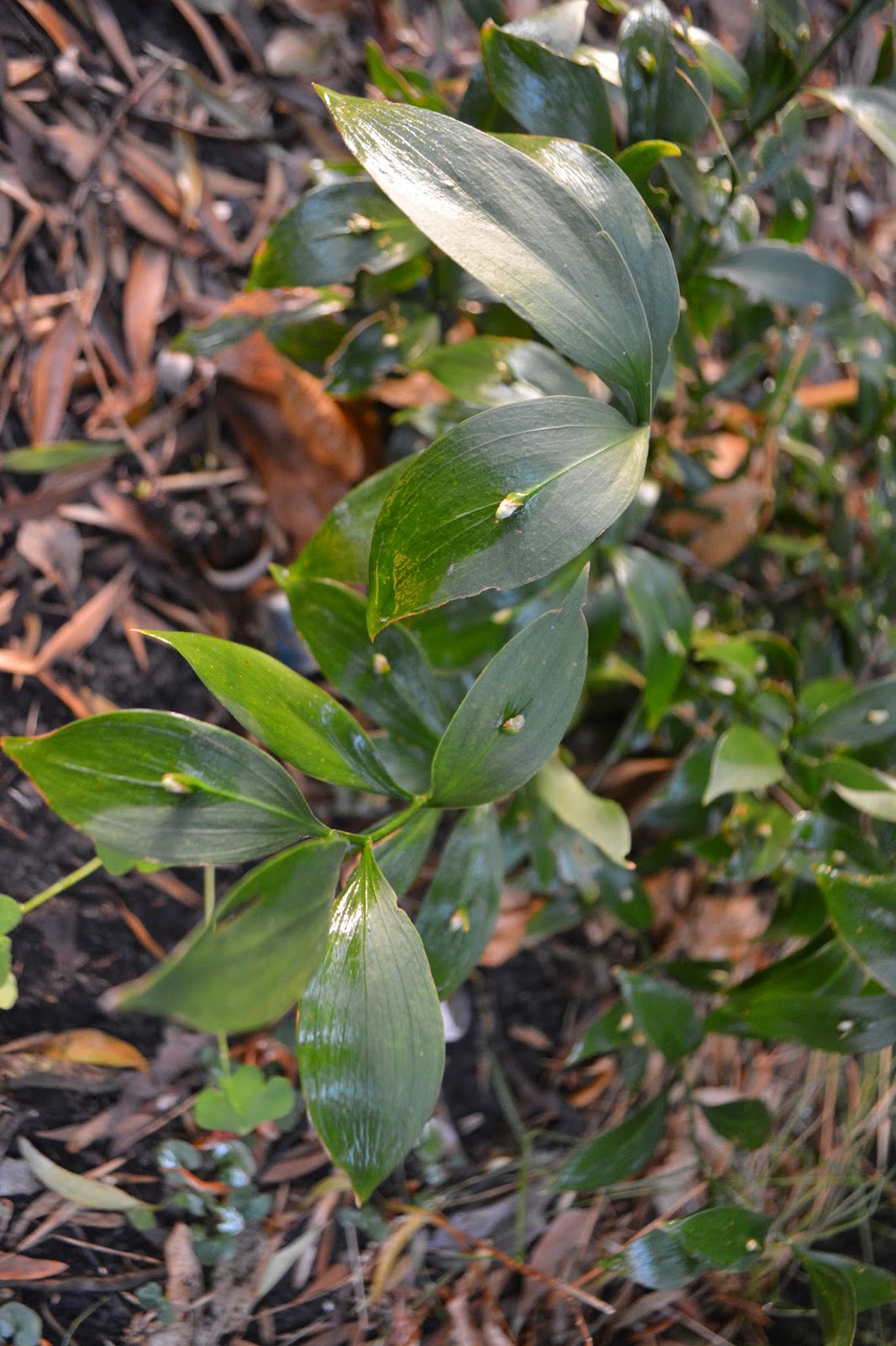 Ruscus, Ruscus auleatus. Sombras, sotobosque, verde  oscuro y bayas rojas. Propiedades.