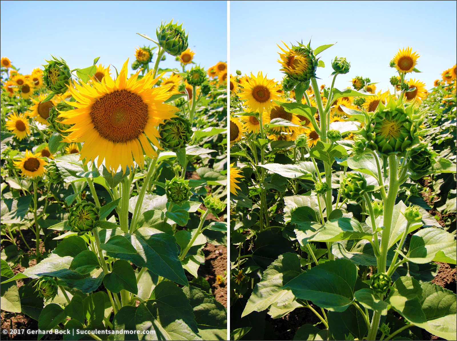 50,000 acres of sunflowers