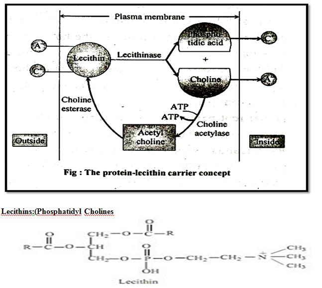 Ion Uptake Dhiraj's Blog