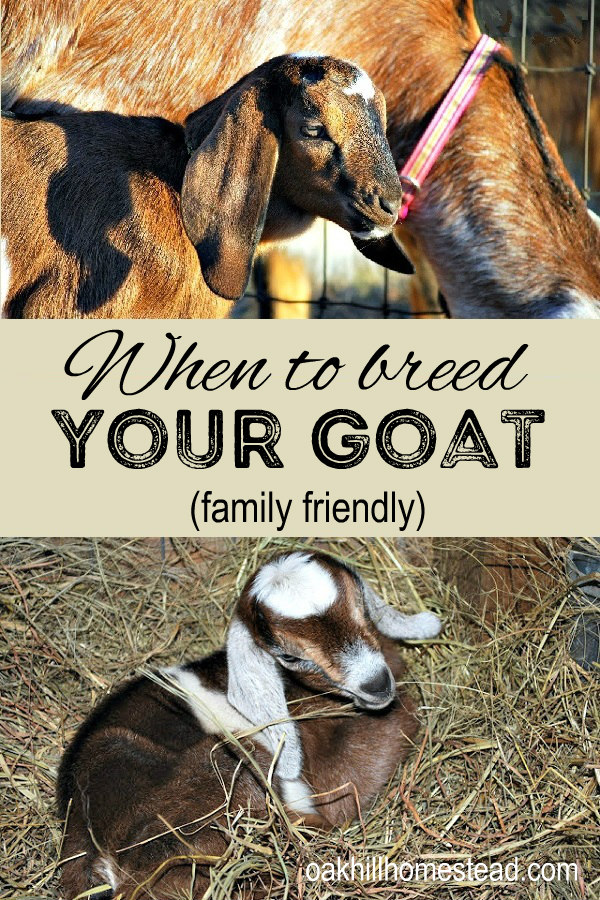 Goat Breeding When to Breed Your Goat and Goat Gestation Calculator