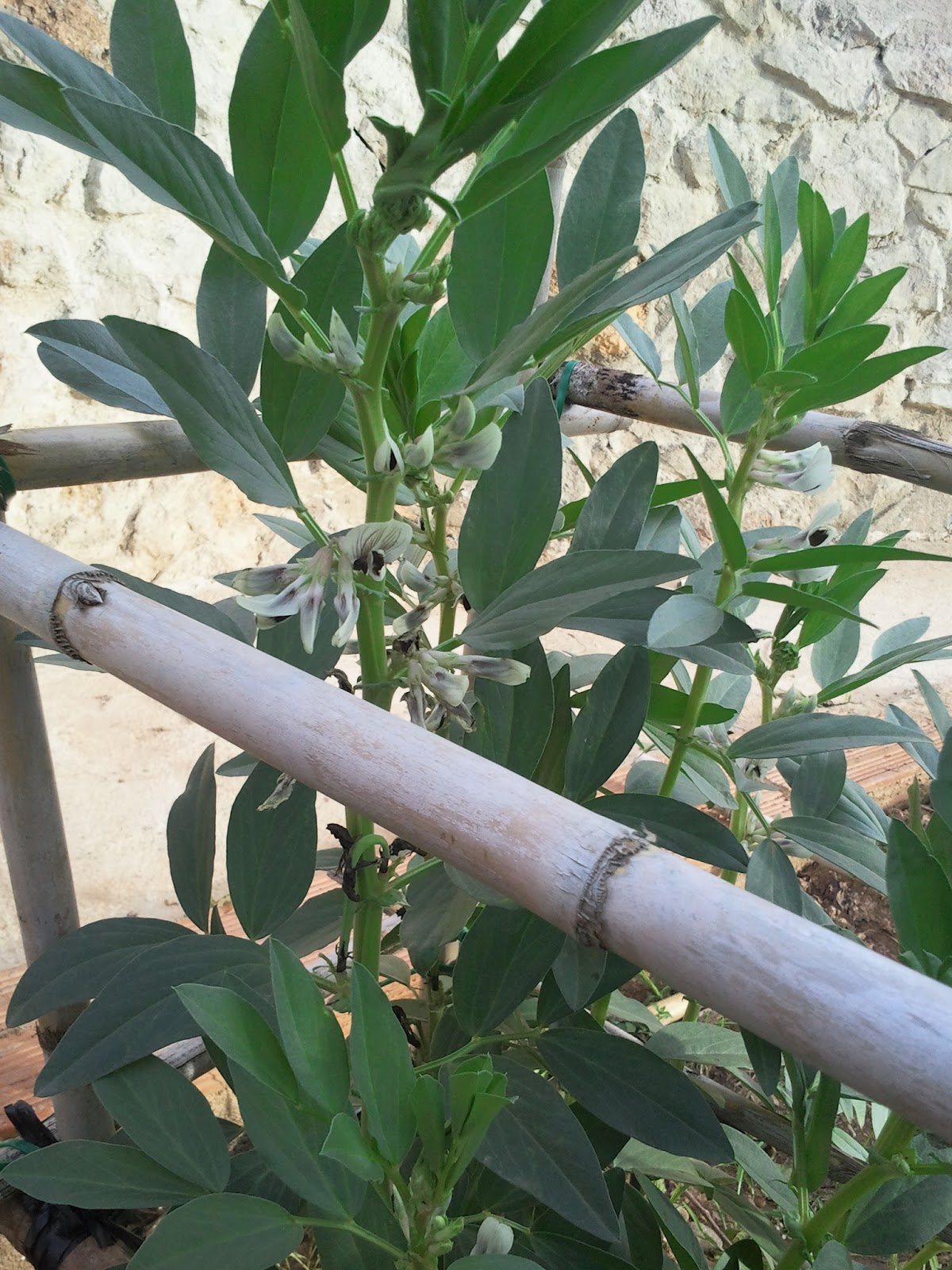 Todo sobre mi Huerto: El cultivo de las Habas