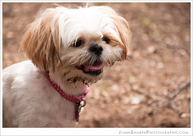 8 maneiras cientificamente comprovadas revelam como seu shih tzu salva sua vida todos os dias
