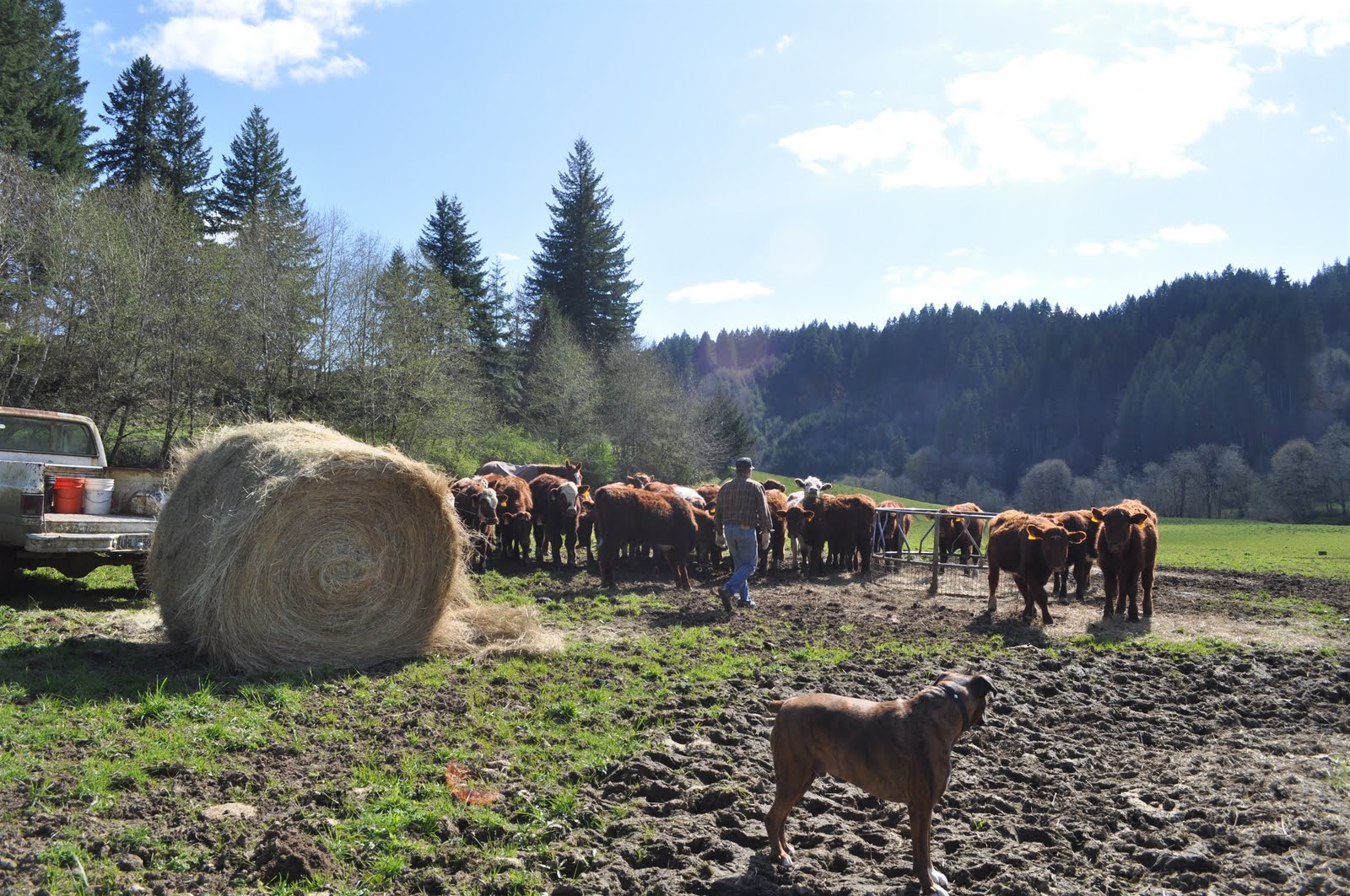 LuAnn Kessi Feeding Yearling Cattle...