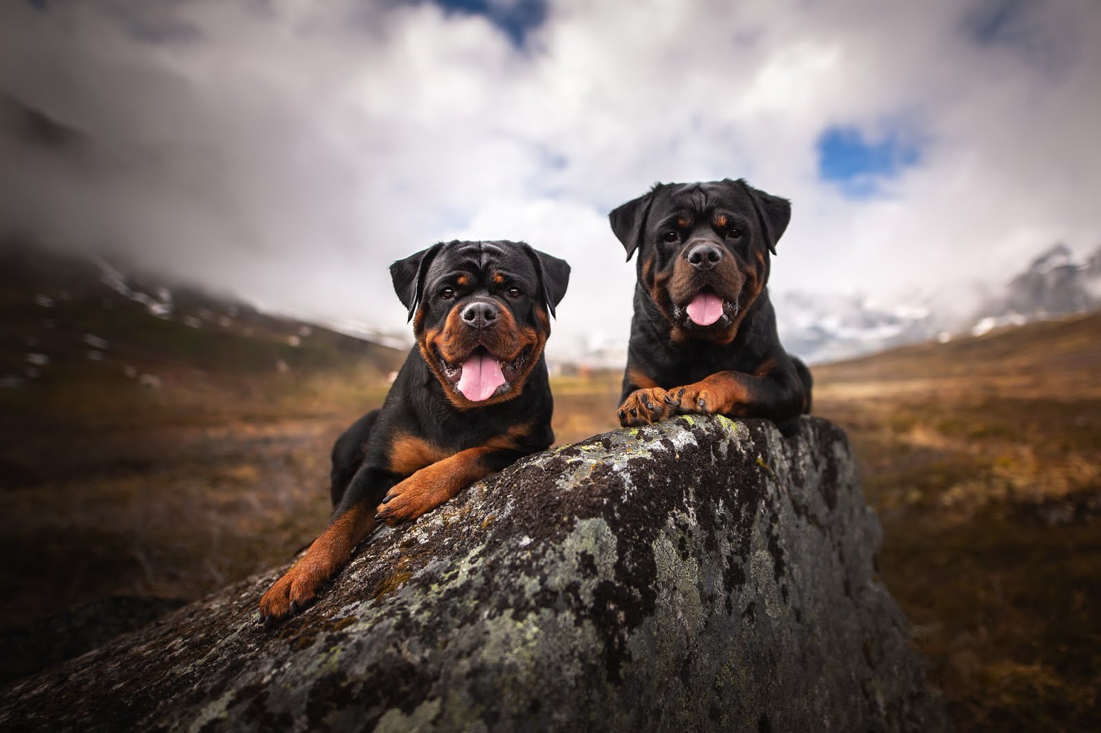 Rottweiler (Rotvaydır) Köpek Irkları