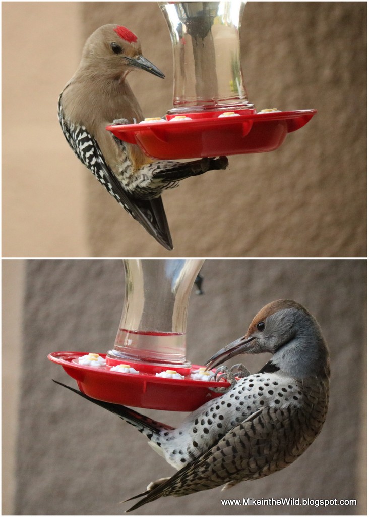 Mike in the Wild: Backyard Birding - The Gila Woodpecker