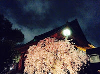 Ueno Park cherry blossom night