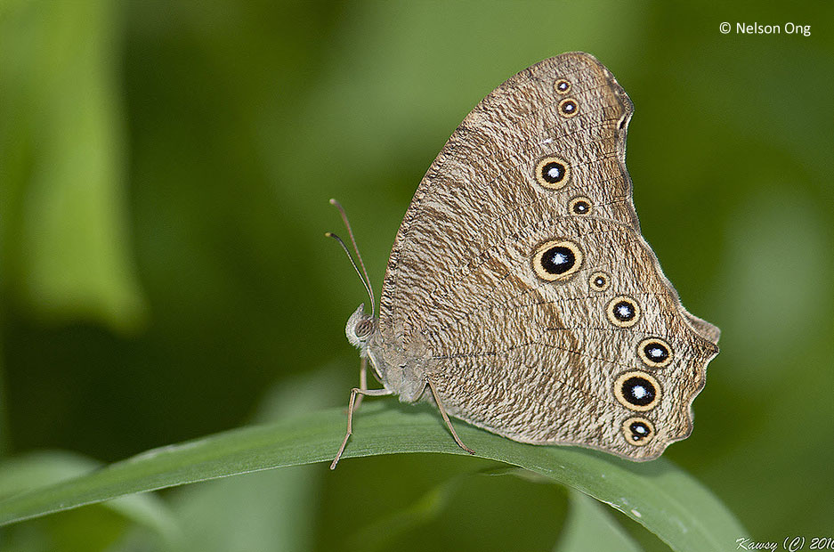 Butterflies of Singapore Life History of the Common Evening Brown