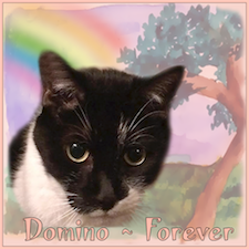 Our Angel Domino