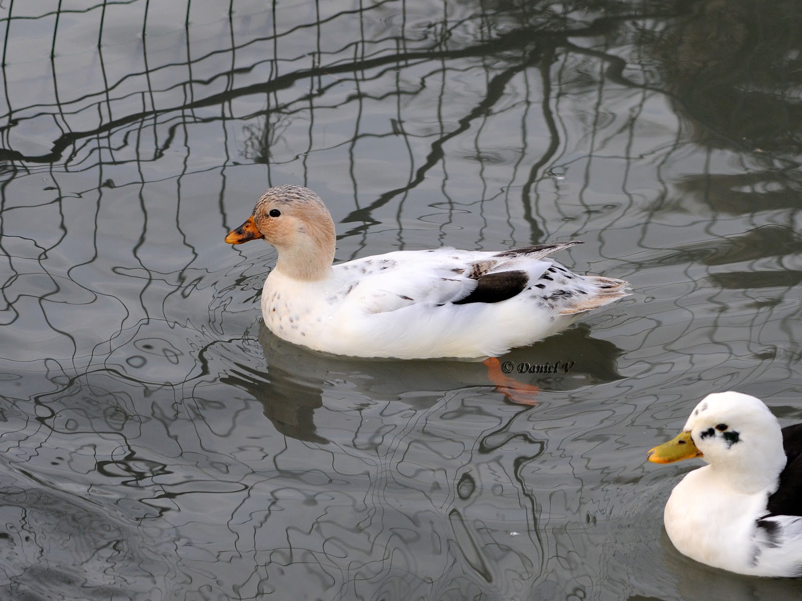 Les oiseaux du 27: Canards mignons