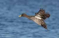 Yellow-billed duck - Birds In Flight Photography Cape Town with Canon EOS 7D Mark II Copyright Vernon Chalmers