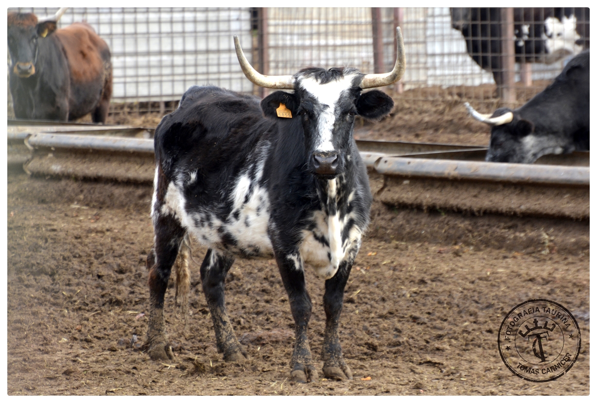 Arte y toros Ganadería de GREGORIO DE JESÚS, Sueca (Valencia)