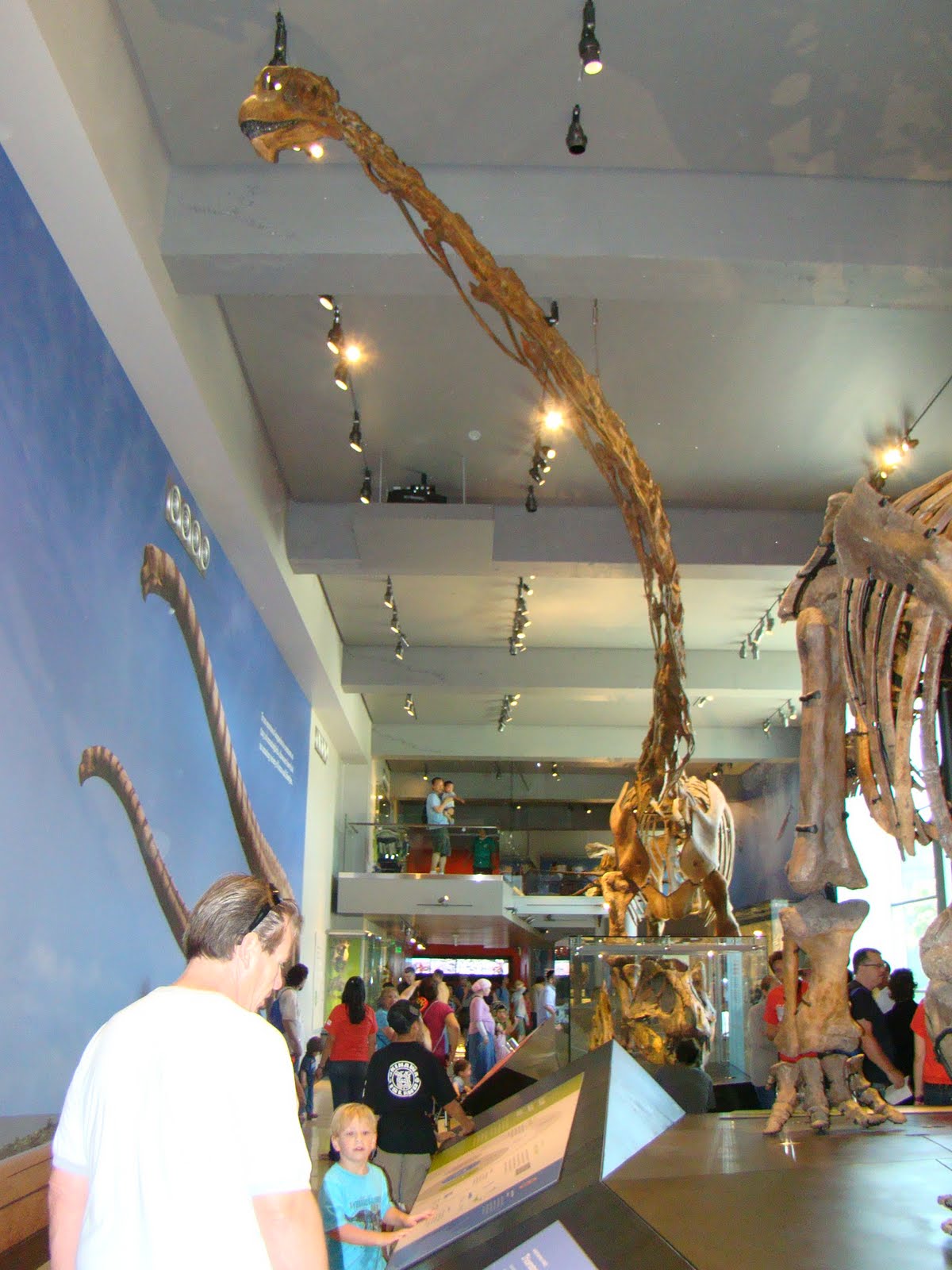 dino exhibit