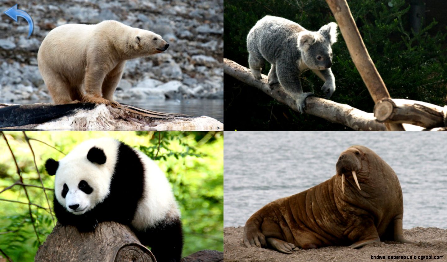 Animals for Kids   Flashcards   Android Apps on Google Play