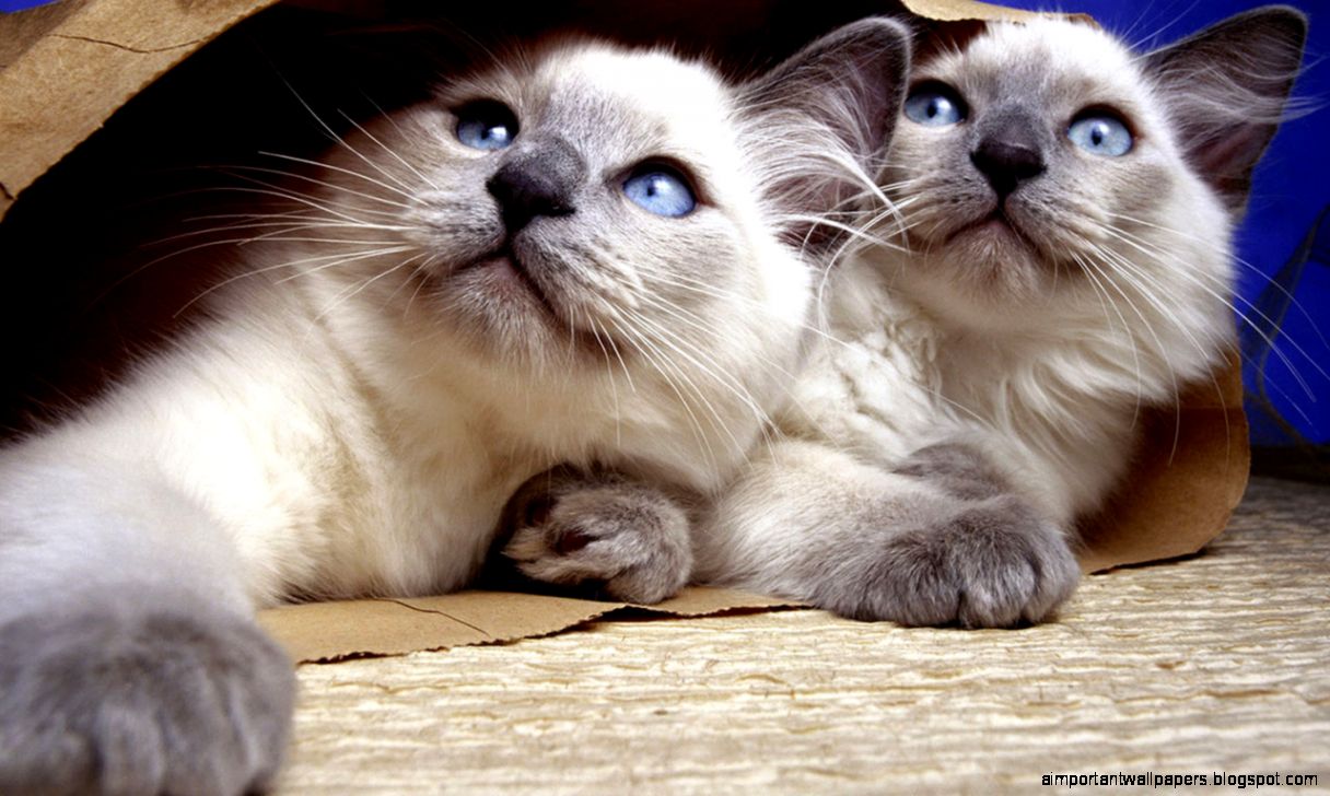 Siamese cat Wallpapers HD Download