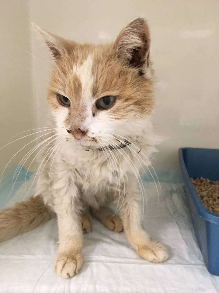 Catwel Cardiff Registered Cat Charity no 1086255