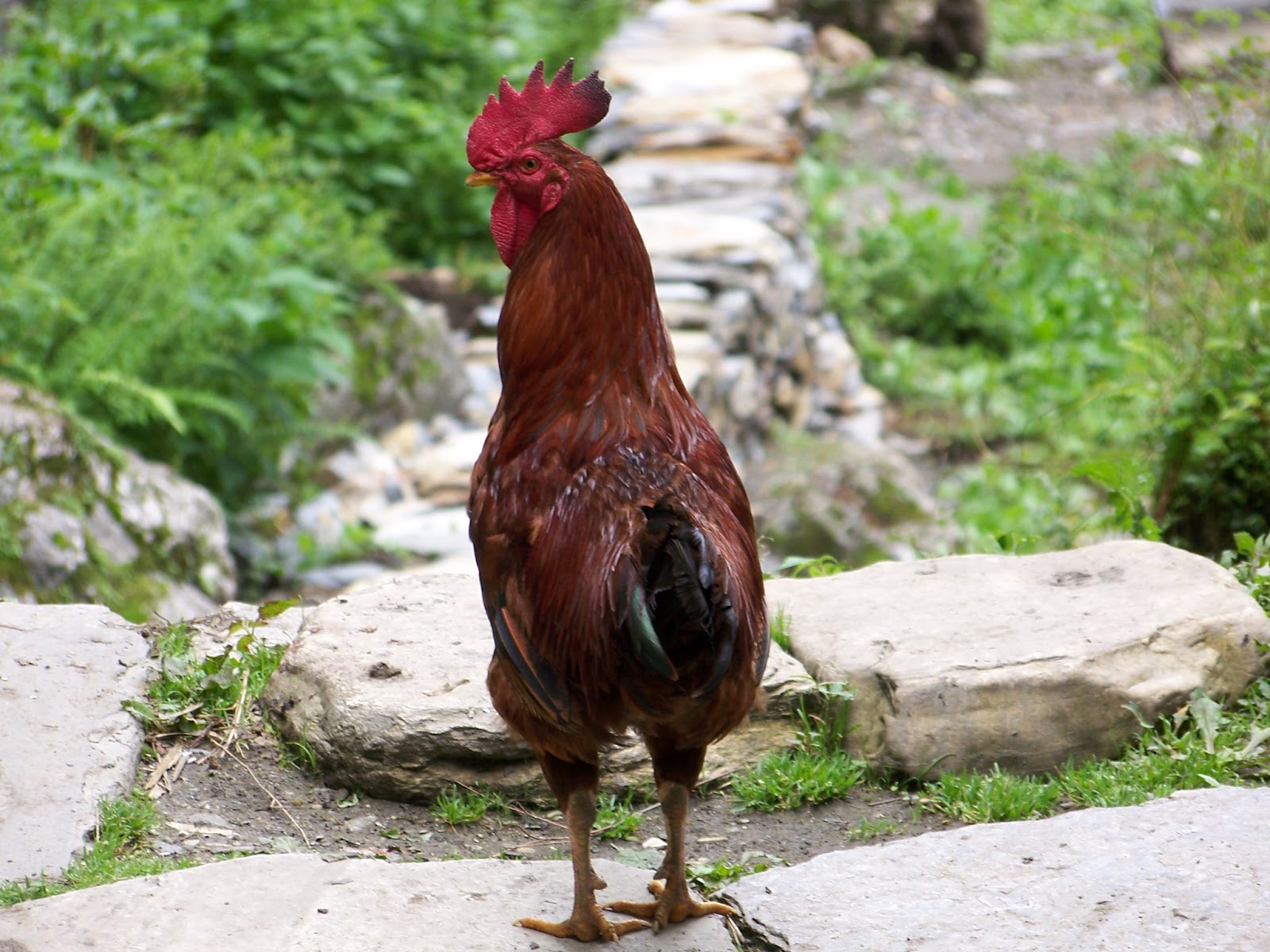 Chickens of First Street Chickens of Nepal
