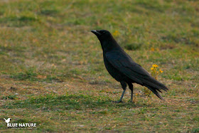 Corneja negra (Corvus corone) en la entrada al Parque Nacional de Guadarrama
