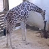 Nació la bebé de la famosa jirafa April