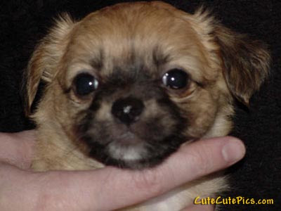 Funny Animals Wallpapers: Very Cute Puppies