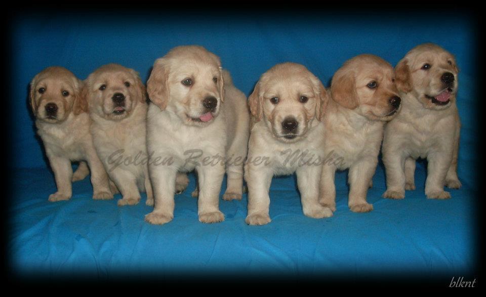 Yavru Köpeklerde Tuvalet Eğitimi, Beslenme, Disiplin, Oyun Golden
