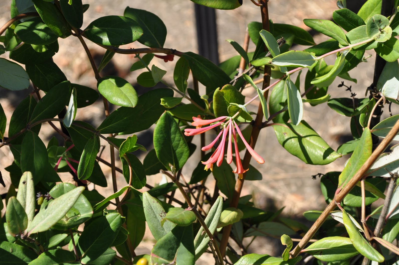 Superoceras Backyard Botany Native Maryland vines
