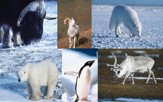 Ekosistem Darat (Hutan Tropis, Hutan Musim, Sabana, Stepa