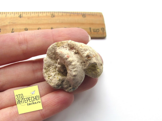Ископаемый брюхоногий моллюск конус. Белая скала, Крым