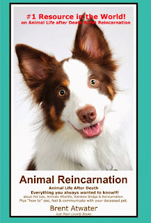 Learn about Animal Reincarnation as featured in a Dog's Journey and a Dog's Purpose