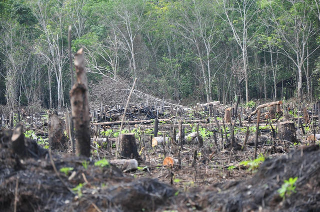 Perubahan lingkungan yang terjadi karena penebangan hutan adalah