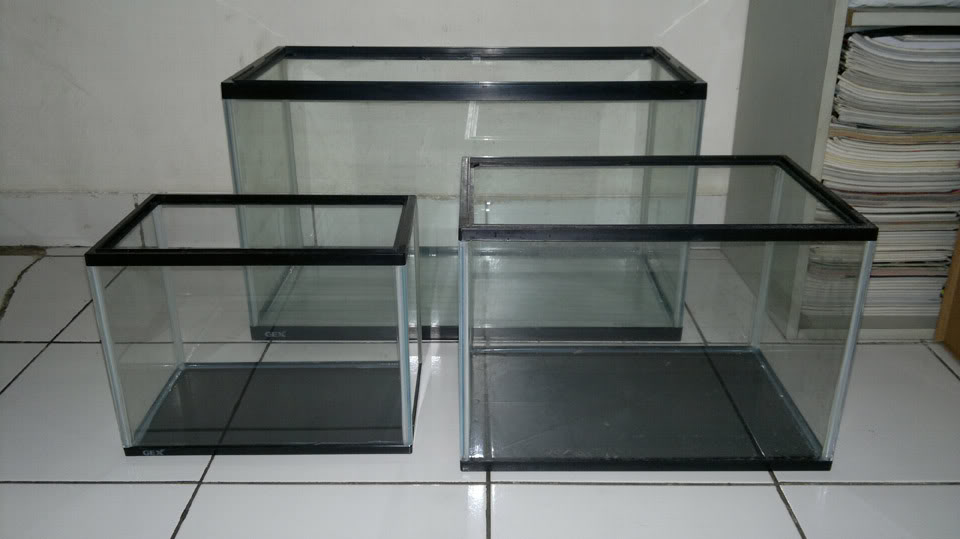 Sekelebat Informasi Bisnis Ikan Louhan