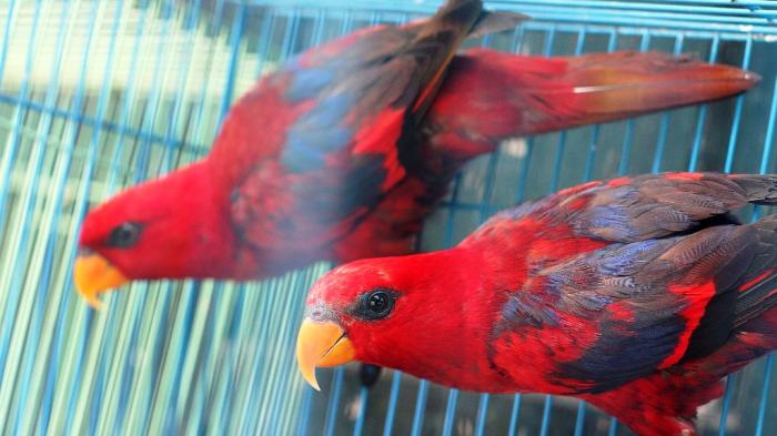 Abang Kicau Bandar: Daftar Harga Burung Nuri Terbaru 2017