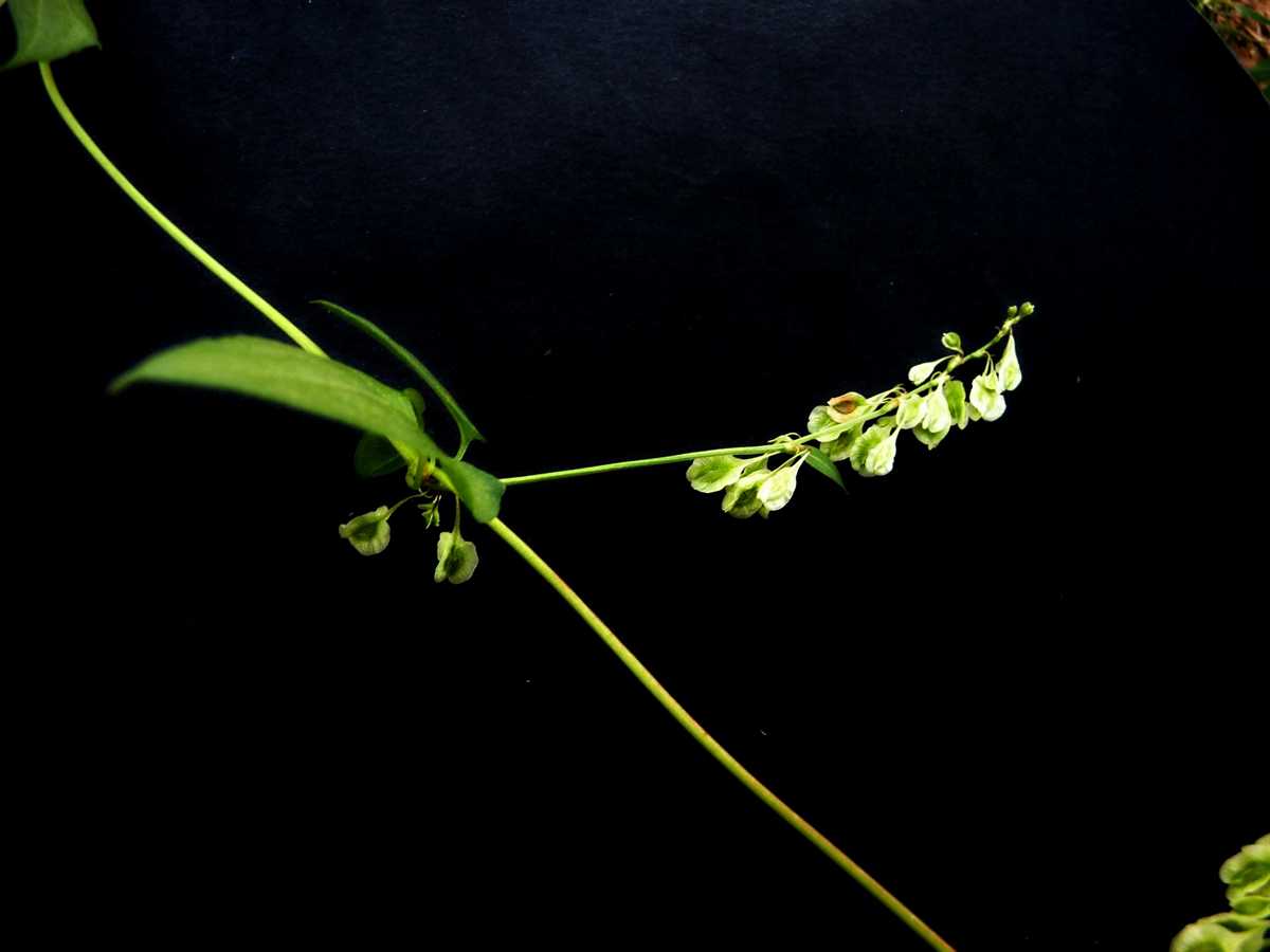 r o b i n 's y a r d: Fallopia convolvulus (Polygonum convolvulus)