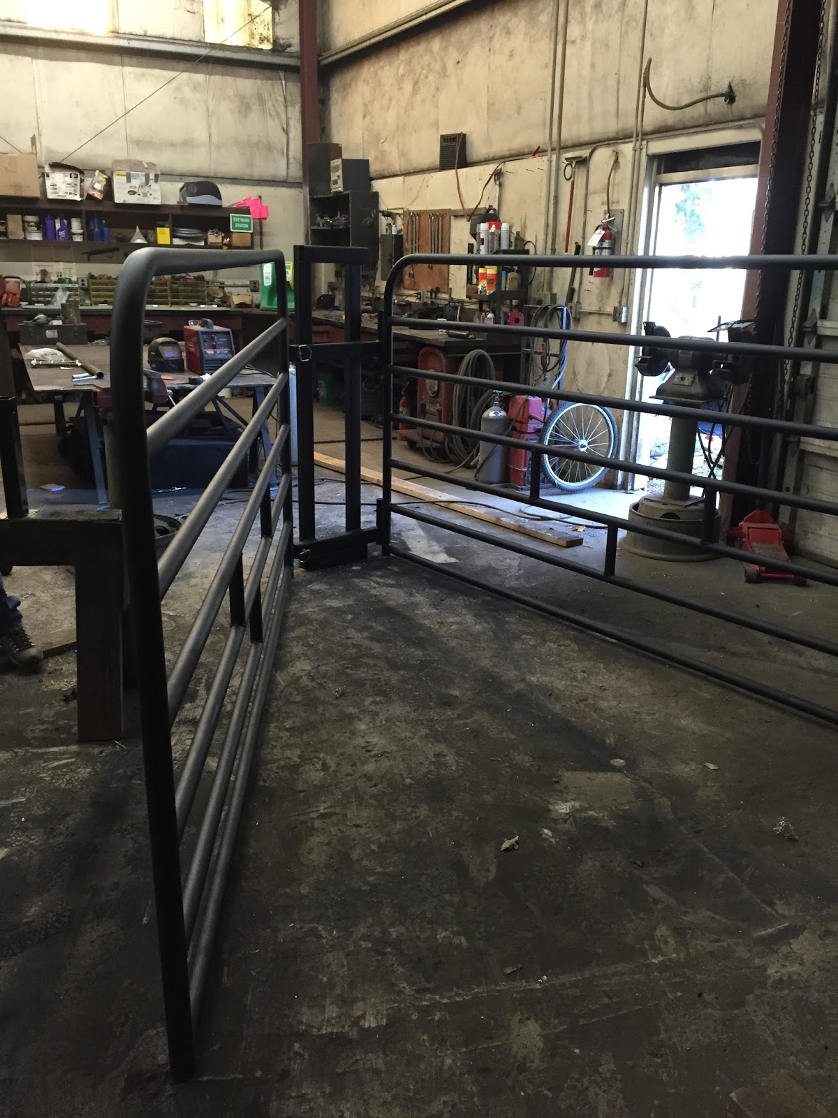 Asman Highland Cattle Squeeze chutes for horned cattle