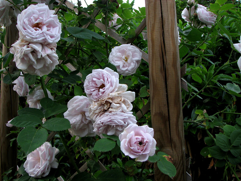 L'orto dei colori: Rose del mattino di maggio