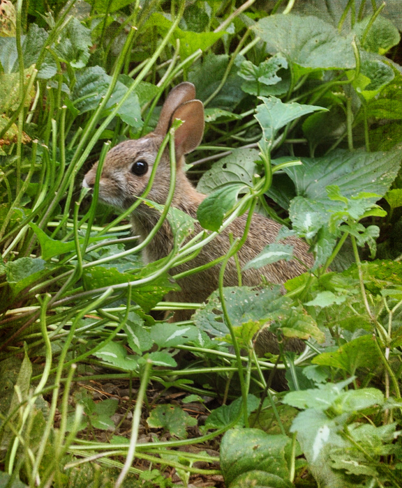 Three Dogs in a Garden Sweet Spring Violets
