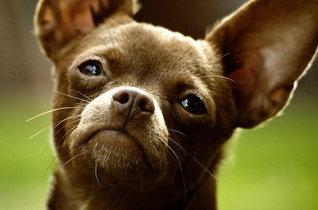 The smallest dog breed the chihuahua