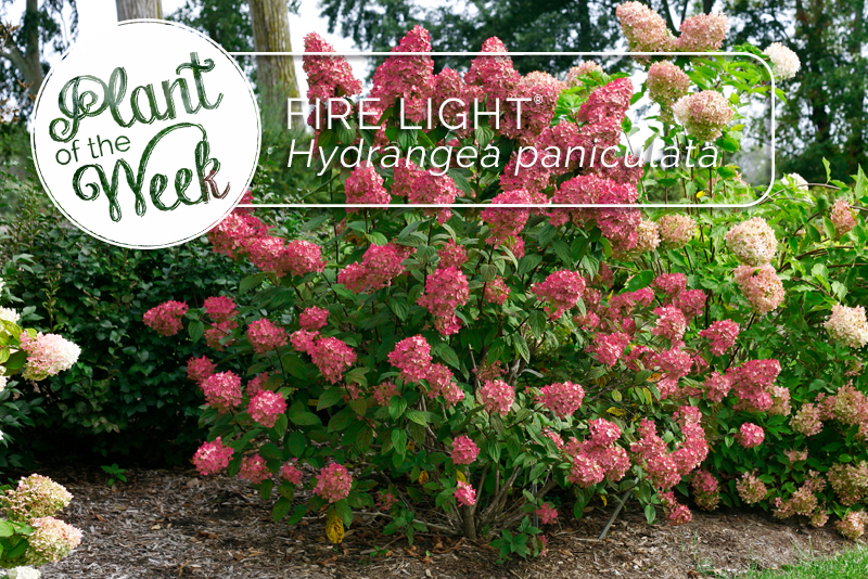 Proven Winners® ColorChoice® Plant of the Week Plant of the Week Fire